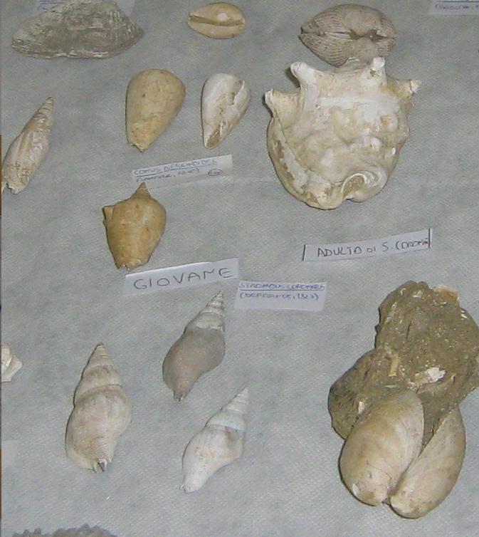 Festa erbe palustri (+ mostra fossili)